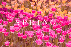 SPRING,スプリング,春,チューリップ,フラワー,花,可愛い,かわいい,カワイイ,女子力キュート,tulip,cute,ヴィンテージ,ビンテージ,レトロ,お洒落,おしゃれ,オシャレ,味わい,text,message,文字,メッセージ