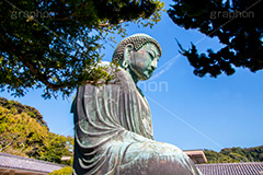 鎌倉大仏,大仏,鎌倉大仏殿高徳院,長谷の大仏,阿弥陀如来像,銅像,高徳院,こうとくいん,神奈川,鎌倉,長谷,浄土宗,寺院,寺,国宝,大異山,巨大,temple,japan,名所,青空