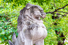 狛犬,守り神,今戸神社,今戸八幡,神社,参拝,招き猫,まねき猫,縁結び,パワースポット,台東区,浅草,asakusa,japan