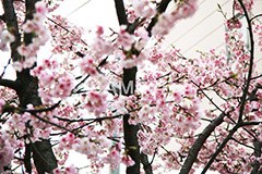 河津桜,桜,さくら,サクラ,桜まつり,花見,お花見,花,お花,フラワー,はな,flower,spring,japan,綺麗,きれい,キレイ,満開,咲,春,blossom,japan,ひな祭り,雛祭り,ひなまつり