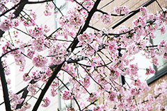河津桜,桜,さくら,サクラ,桜まつり,花見,お花見,花,お花,フラワー,はな,flower,spring,japan,綺麗,きれい,キレイ,満開,咲,春,blossom,japan,ひな祭り,雛祭り,ひなまつり
