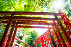 丸山稲荷社,鶴岡八幡宮,神社,神奈川,鎌倉,国幣中社,武家源氏,観光,japan,参拝,お参り,鳥居,旗,逆光,フレア,flare