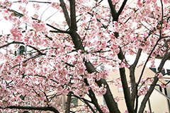河津桜,桜,さくら,サクラ,桜まつり,花見,お花見,花,お花,フラワー,はな,flower,spring,japan,綺麗,きれい,キレイ,満開,咲,春,blossom,japan,ひな祭り,雛祭り,ひなまつり