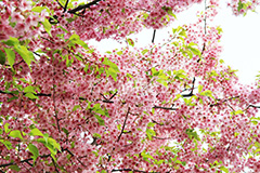 葉桜-河津桜,桜,河津桜,さくら,サクラ,桜まつり,花見,お花見,花,お花,フラワー,はな,咲,春,ひな祭り,雛祭り,ひなまつり,flower,blossom,japan