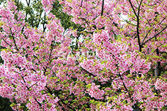 葉桜-河津桜,桜,河津桜,さくら,サクラ,桜まつり,花見,お花見,花,お花,フラワー,はな,咲,春,ひな祭り,雛祭り,ひなまつり,flower,blossom,japan