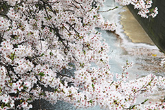 目黒川-桜まつり,桜,ソメイヨシノ,そめいよしの,さくら,サクラ,桜まつり,花見,お花見,花,お花,フラワー,はな,綺麗,きれい,キレイ,満開,咲,春,中目黒,目黒区,目黒川,blossom,japan,flower