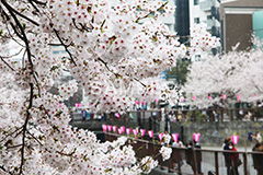 目黒川-桜まつり,桜,ソメイヨシノ,そめいよしの,さくら,サクラ,桜まつり,花見,お花見,花,お花,フラワー,はな,綺麗,きれい,キレイ,満開,咲,祭り,まつり,春,中目黒,目黒区,目黒川,blossom,japan,flower