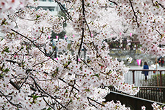 目黒川-桜まつり,桜,ソメイヨシノ,そめいよしの,さくら,サクラ,桜まつり,花見,お花見,花,お花,フラワー,はな,綺麗,きれい,キレイ,満開,咲,祭り,まつり,中目黒,目黒区,目黒川,blossom,japan,flower