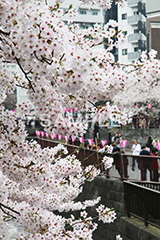 目黒川-桜まつり,桜,ソメイヨシノ,そめいよしの,さくら,サクラ,桜まつり,花見,お花見,花,お花,フラワー,はな,綺麗,きれい,キレイ,満開,咲,祭り,まつり,春,中目黒,目黒区,目黒川,blossom,japan,flower