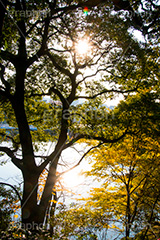 秋の北の丸公園,北の丸公園,千代田区,皇居,国民公園,公園,江戸城,千鳥ヶ淵公園,九段下,武道館,秋,紅葉,park,autumn,逆光,フレア,flare,堀