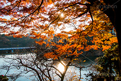 秋の北の丸公園,北の丸公園,千代田区,皇居,国民公園,公園,江戸城,千鳥ヶ淵公園,九段下,武道館,秋,紅葉,park,autumn,逆光,フレア,flare,堀