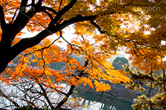 秋の北の丸公園,北の丸公園,千代田区,皇居,国民公園,公園,江戸城,千鳥ヶ淵公園,九段下,武道館,秋,紅葉,park,autumn,堀