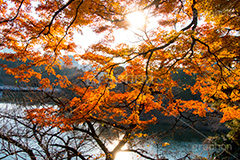 秋の北の丸公園,北の丸公園,千代田区,皇居,国民公園,公園,江戸城,千鳥ヶ淵公園,九段下,武道館,秋,紅葉,park,autumn,逆光,フレア,flare,堀