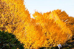 北の丸公園のイチョウ,北の丸公園,千代田区,皇居,国民公園,公園,江戸城,九段下,武道館,秋,紅葉,park,autumn,イチョウ,いちょう,銀杏,並木