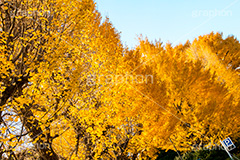 北の丸公園のイチョウ,北の丸公園,千代田区,皇居,国民公園,公園,江戸城,九段下,武道館,秋,紅葉,park,autumn,イチョウ,いちょう,銀杏,並木
