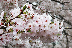 目黒川-桜まつり,桜,ソメイヨシノ,そめいよしの,さくら,サクラ,桜まつり,花見,お花見,花,お花,フラワー,はな,綺麗,きれい,キレイ,満開,咲,春,中目黒,目黒区,目黒川,blossom,japan,flower