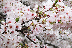 目黒川-桜まつり,桜,ソメイヨシノ,そめいよしの,さくら,サクラ,桜まつり,花見,お花見,花,お花,フラワー,はな,綺麗,きれい,キレイ,満開,咲,春,中目黒,目黒区,目黒川,blossom,japan,flower