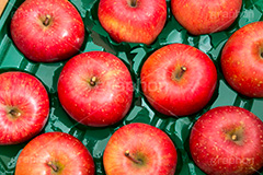 送られてきた林檎,りんご,リンゴ,林檎,フルーツ,果実,果物,fruit,apple,アップル,真っ赤,フレッシュ,fresh