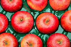 送られてきた林檎,りんご,リンゴ,林檎,フルーツ,果実,果物,fruit,apple,アップル,真っ赤,フレッシュ,fresh