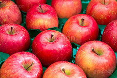 送られてきた林檎,りんご,リンゴ,林檎,フルーツ,果実,果物,fruit,apple,アップル,真っ赤,フレッシュ,fresh