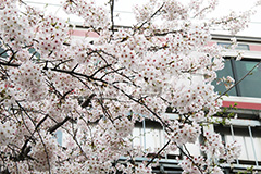 目黒川-桜まつり,桜,ソメイヨシノ,そめいよしの,さくら,サクラ,桜まつり,花見,お花見,花,お花,フラワー,はな,綺麗,きれい,キレイ,満開,咲,春,中目黒,目黒区,目黒川,blossom,japan,flower