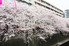 目黒川-桜まつり,桜,ソメイヨシノ,そめいよしの,さくら,サクラ,桜まつり,花見,お花見,花,お花,フラワー,はな,綺麗,きれい,キレイ,満開,咲,祭り,まつり,春,中目黒,目黒区,目黒川,blossom,japan,flower