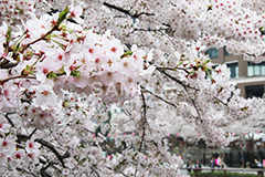 目黒川-桜まつり,桜,ソメイヨシノ,そめいよしの,さくら,サクラ,桜まつり,花見,お花見,花,お花,フラワー,はな,綺麗,きれい,キレイ,満開,咲,春,中目黒,目黒区,目黒川,blossom,japan,flower