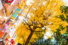 秋葉原のイチョウ並木,秋葉原,あきば,akiba,アキバ,千代田区,電気街,ゲーム,game,culture,カルチャー,サブカル,文化,おたく,オタク,紅葉,いちょう,銀杏,イチョウ,並木,japan