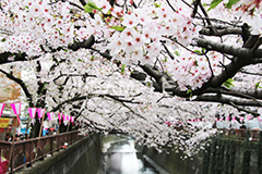 目黒川-桜まつり,桜,ソメイヨシノ,そめいよしの,さくら,サクラ,桜まつり,花見,お花見,花,お花,フラワー,はな,綺麗,きれい,キレイ,満開,咲,祭り,まつり,春,ちょうちん,提灯,提燈,中目黒,目黒区,目黒川,blossom,japan,flower