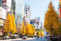 秋葉原のイチョウ並木,秋葉原,あきば,akiba,アキバ,千代田区,電気街,ゲーム,game,culture,カルチャー,サブカル,文化,おたく,オタク,紅葉,いちょう,銀杏,イチョウ,並木,japan