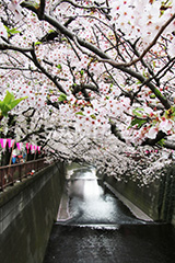 目黒川-桜まつり,桜,ソメイヨシノ,そめいよしの,さくら,サクラ,桜まつり,花見,お花見,花,お花,フラワー,はな,綺麗,きれい,キレイ,満開,咲,春,中目黒,目黒区,目黒川,blossom,japan,flower