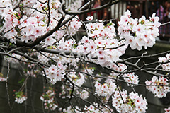 目黒川-桜まつり,桜,ソメイヨシノ,そめいよしの,さくら,サクラ,桜まつり,花見,お花見,花,お花,フラワー,はな,綺麗,きれい,キレイ,満開,咲,春,中目黒,目黒区,目黒川,blossom,japan,flower