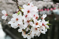 目黒川-桜まつり,桜,ソメイヨシノ,そめいよしの,さくら,サクラ,桜まつり,花見,お花見,花,お花,フラワー,はな,綺麗,きれい,キレイ,満開,咲,春,中目黒,目黒区,目黒川,blossom,japan,flower