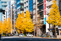 秋葉原のイチョウ並木,秋葉原,あきば,アキバ,千代田区,電気街,ゲーム,カルチャー,サブカル,文化,おたく,オタク,紅葉,いちょう,銀杏,イチョウ,並木,街角スナップ,街角スナップ,japan,akiba,game,culture