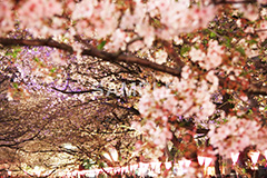 目黒川-夜桜,桜,ソメイヨシノ,そめいよしの,さくら,サクラ,桜まつり,花見,お花見,花,お花,フラワー,はな,綺麗,きれい,キレイ,満開,咲,祭り,まつり,春,ちょうちん,提灯,提燈,中目黒,目黒区,目黒川,夜桜,blossom,japan,flower