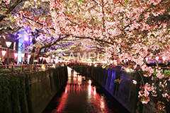 目黒川-夜桜,桜,ソメイヨシノ,そめいよしの,さくら,サクラ,桜まつり,花見,お花見,花,お花,フラワー,はな,綺麗,きれい,キレイ,満開,咲,祭り,まつり,春,ちょうちん,提灯,提燈,中目黒,目黒区,目黒川,夜桜,blossom,japan,flower