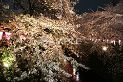 目黒川-夜桜,桜,ソメイヨシノ,そめいよしの,さくら,サクラ,桜まつり,花見,お花見,花,お花,フラワー,はな,綺麗,きれい,キレイ,満開,咲,夜桜,ライトアップ,春,ちょうちん,提灯,提燈,中目黒,目黒区,目黒川,blossom,japan,flower