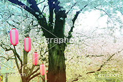 自由が丘-桜,桜,ソメイヨシノ,そめいよしの,さくら,サクラ,桜まつり,花見,お花見,花,お花,フラワー,はな,綺麗,きれい,キレイ,満開,咲,自由が丘,祭り,まつり,春,目黒区,ちょうちん,提灯,提燈,九品仏川緑道,九品仏,緑道,flower,blossom,japan