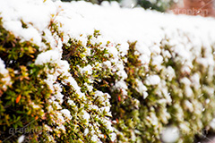 垣根に積もった雪,垣根,植木,雪,冬,積もる,降る,寒波,大雪,snow