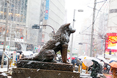 雪の日のハチ公像,雪,冬,積もる,降る,寒波,大雪,ハチ公像,渋谷,しぶや,ハチ公,銅像,像,名犬,モニュメント,待ち合わせ,待合せ,忠犬,渋谷駅,秋田犬,シンボル,ハチ,駅前,犬,渋谷区,吹雪,東京,japan,snow,shibuya,dog