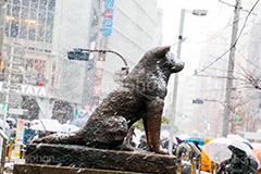 雪の日のハチ公像,雪,冬,積もる,降る,寒波,大雪,ハチ公像,渋谷,しぶや,ハチ公,銅像,像,名犬,モニュメント,待ち合わせ,待合せ,忠犬,渋谷駅,秋田犬,シンボル,ハチ,駅前,犬,渋谷区,吹雪,東京,japan,snow,shibuya,dog