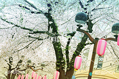 自由が丘-桜,桜,ソメイヨシノ,そめいよしの,さくら,サクラ,桜まつり,花見,お花見,花,お花,フラワー,はな,綺麗,きれい,キレイ,満開,咲,自由が丘,祭り,まつり,春,目黒区,ちょうちん,提灯,提燈,九品仏川緑道,九品仏,緑道,flower,blossom,japan