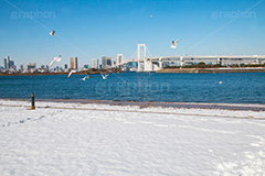 お台場の雪化粧,お台場,台場,東京都港区台場,東京臨海副都心,御台場,東京湾,港区,野鳥,カモメ,ユリカモメ,レインボーブリッジ,橋,冬,雪,雪化粧,積もる,青空,東京,tokyo,DAIBA,winter,snow