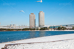 お台場の雪化粧,お台場,台場,東京都港区台場,東京臨海副都心,御台場,東京湾,港区,野鳥,カモメ,ユリカモメ,冬,雪,雪化粧,積もる,青空,東京,tokyo,DAIBA,winter,snow