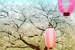 自由が丘-桜,桜,ソメイヨシノ,そめいよしの,さくら,サクラ,桜まつり,花見,お花見,花,お花,フラワー,はな,綺麗,きれい,キレイ,満開,咲,自由が丘,祭り,まつり,春,目黒区,ちょうちん,提灯,提燈,九品仏川緑道,九品仏,緑道,flower,blossom,japan