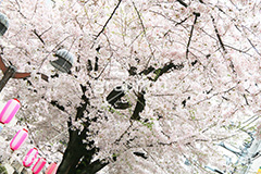 自由が丘-桜,桜,ソメイヨシノ,そめいよしの,さくら,サクラ,桜まつり,花見,お花見,花,お花,フラワー,はな,綺麗,きれい,キレイ,満開,咲,自由が丘,祭り,まつり,春,目黒区,ちょうちん,提灯,提燈,九品仏川緑道,九品仏,緑道,flower,blossom,japan