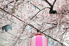 自由が丘-桜,桜,ソメイヨシノ,そめいよしの,さくら,サクラ,桜まつり,花見,お花見,花,お花,フラワー,はな,綺麗,きれい,キレイ,満開,咲,自由が丘,春,目黒区,ちょうちん,提灯,提燈,九品仏川緑道,九品仏,緑道,flower,blossom,japan