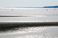 葛西,臨海公園,海,江戸川区,浅瀬,潮干狩