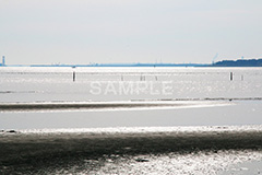 葛西,臨海公園,海,江戸川区,浅瀬,潮干狩