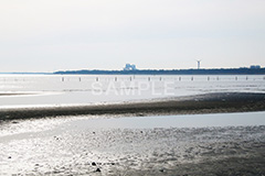 葛西,臨海公園,海,江戸川区,浅瀬,潮干狩